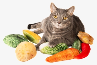 With Silver Vine & Catnip - Cat Grabs Treat