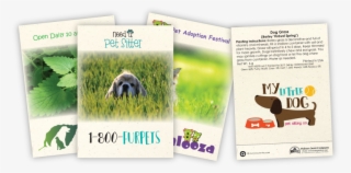 Pet Grass & Catnip Seed Packets - Dog Grass Seed Packet Quantity(100)