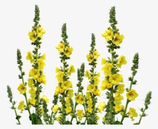 Related Wallpapers - Cafepress ! Samsung Galaxy S8 Case