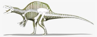 Open - Spinosaurus Skeleton