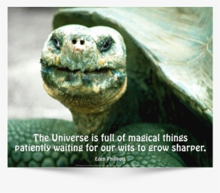 The Universe Is Full - Close Up Of Giant Wrinkled Green Turtle Poster