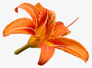 Vector Library Stock Flower Hibiscus Transprent Png - Drawn Lily Hibiscus Flower
