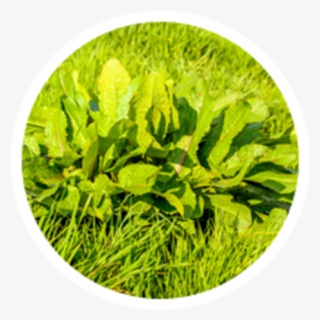 Common Weed Pollens - Pollen