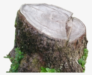 Stump Removal & Disposal Services In Dallas Fort Worth - .net