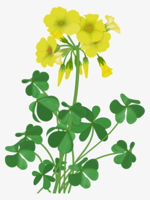 Flowers - Vector Wildflowers - Illustration