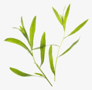 Tarragon - Thyme Transparent Background