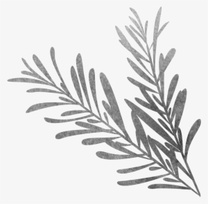 Vector Library Black And White Sketch Biological Grass - Sketch Rosemary