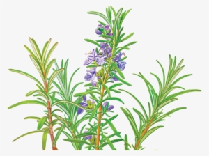 Catnip Drawing Rosemary - Alvita - Organic Rosemary Tea - 24 Tea Bags