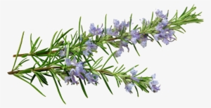 Banner Free Download Essential Oil Nature S Beauty - Rosemary Sprig With Flowers
