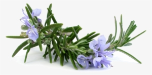 Rosemary Extract For Skin - Rosmarinus Officinalis