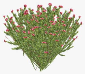 Rosemary Grevillea