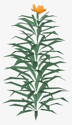 Rosemary Built - Houseplant