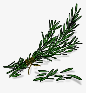 Rosemary - Rosemary Transparent Png