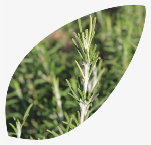 Rosemary - Organic Islands P.c.