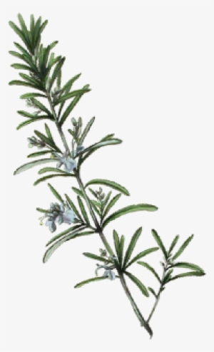 Rosemary Plant Png - Rosemary Plant Illustration Png