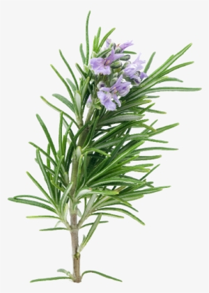 Rosemary Dreamstime 4816275 - Rosemary Leaf Png