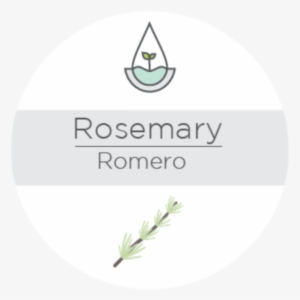 Rosemary - Rosemary - Tea