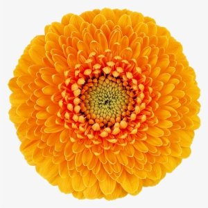 Lilo® - Transvaal Daisy