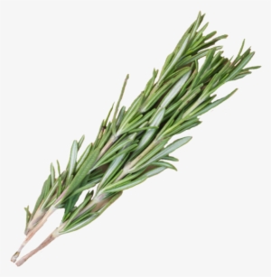 ¼ Ounce - Rosemary - Portable Network Graphics
