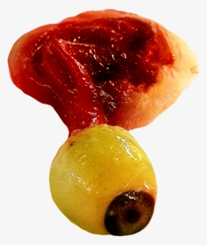 Zombie Eyeball Png - Human Eye