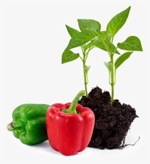 Agronomic Data - Habanero Chili