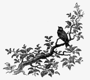 Corner Design Png Wwwimgkidcom The Image Kid Has It - Black And White Corner Design Transparent