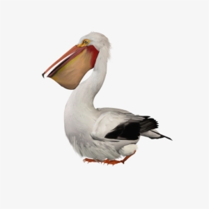 Pelican Png Image - Pelican Png