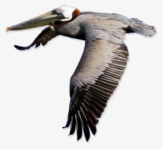 Pelican Png Transparent Images Png Images - Pelicano Png