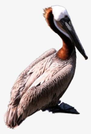Graphics Pelican Png Clipart - Brown Pelican Png