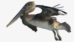 Brown Pelican Png