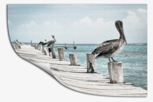 Rolled Canvas - Pelicans Shower Curtain