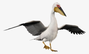 Pelican