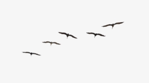 Flying Pelican Png Image - Bird