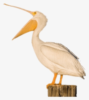 White Pelican Open Beak - Pelican