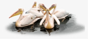 Pelican Png Transparent Picture - Pelican Png