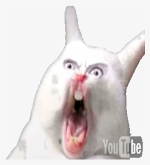 Screaming Cat Png - Roblox
