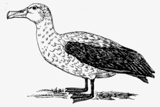 Sea Bird Clipart Albatross - Albatross Png