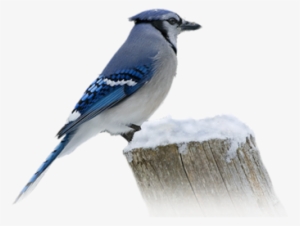 Bluejay Snowy Stump - Blue Jay
