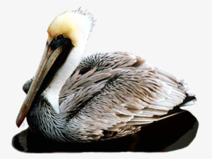 Pelican Png Transparent Images - Pelicans In Grand Isle