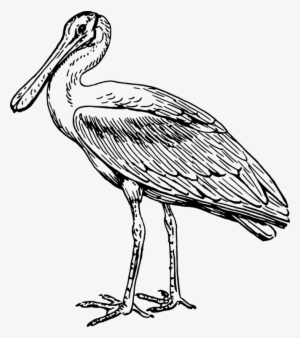 Stork Line Art Drawing Pelecaniformes Spoonbills - Spoonbill Clipart