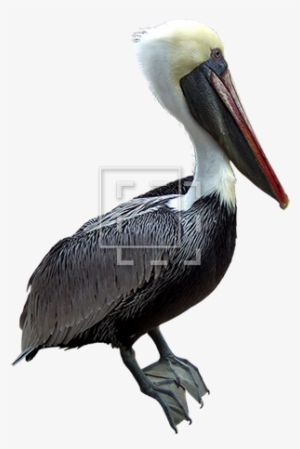 Parent Category - Brown Pelican
