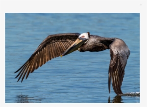 Brown Pelican