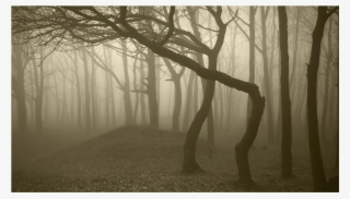 Score 50% - Purple Foggy Forest