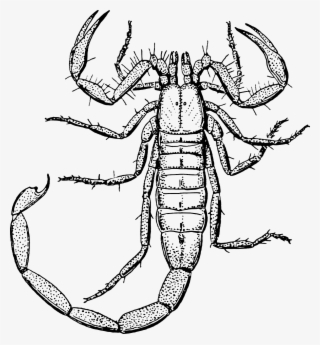 Scorpion Clip Art Crawling - Scorpion Clipart Black And White