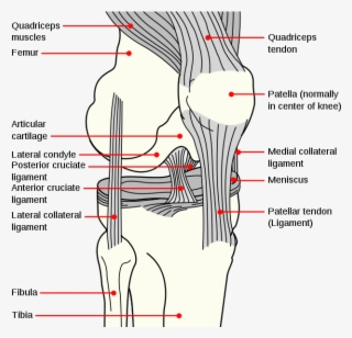 Cren Infant Toddler Baby Knee Pad Crawling Safety Protector, - Anterior Cruciate Ligament