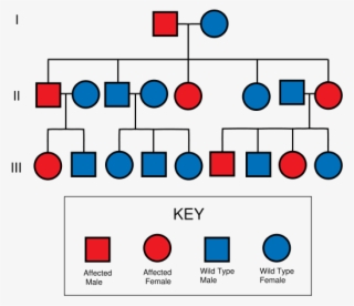 Autosomal Dominant Pedigree Chart - Pedigree Chart