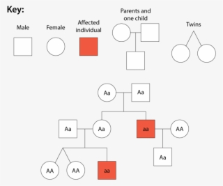 Mendelian Inheritance Read Biology - Diagram
