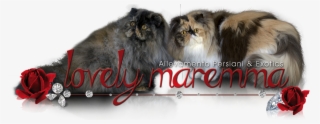 Lovely Maremma - Maremma