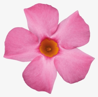 Sundaville Beauty Rose - Rocktrumpet