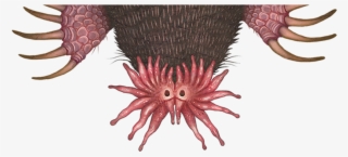 They Are Crazy Monster Diggers, Strange Burrowers Of - Star Nosed Mole